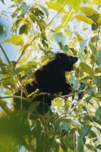 lemur-in-madagascar-forest-conservation