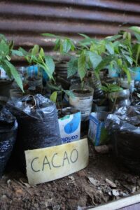 tree-planting-reforestation-project-madagascar