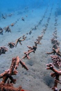 Corals in Nursery
