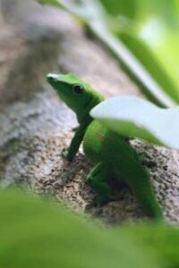 Gecko