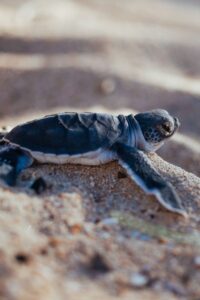 turtle-volunteer-madagascar-hatchling