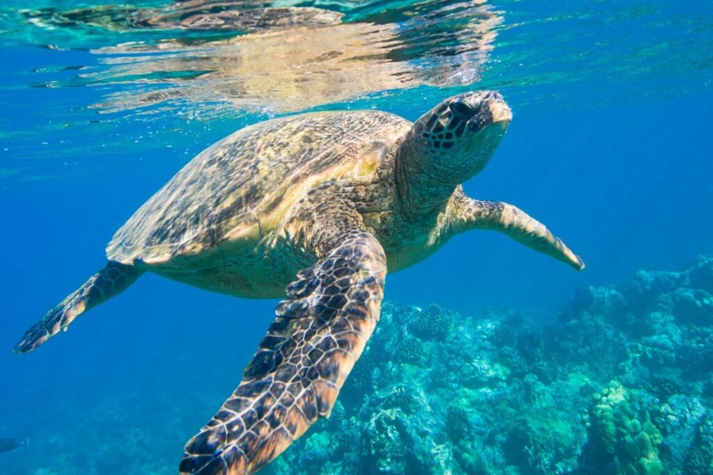 Madagascar Turtle Conservation