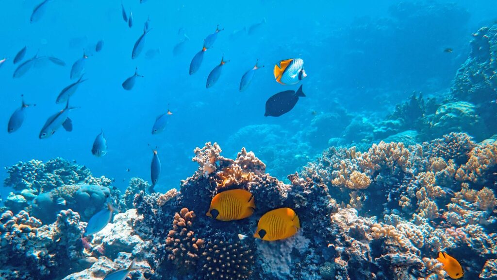 Marine Conservation Madagascar Banner