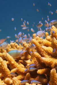 Reef Fish