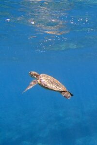 Turtle