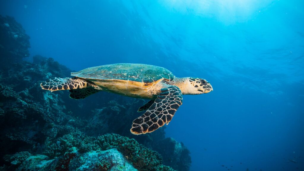 Turtle Conservation Madagascar Banner