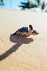 Turtle Hatchling
