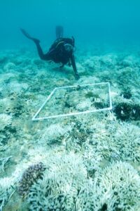 Underwater Survey