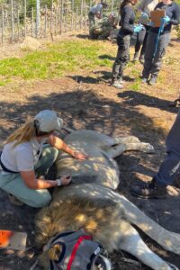 Lion Procedure