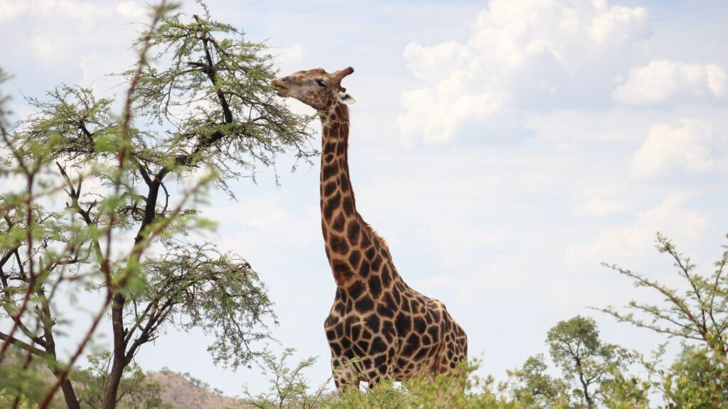 Wildlife Conservation and Community Outreach