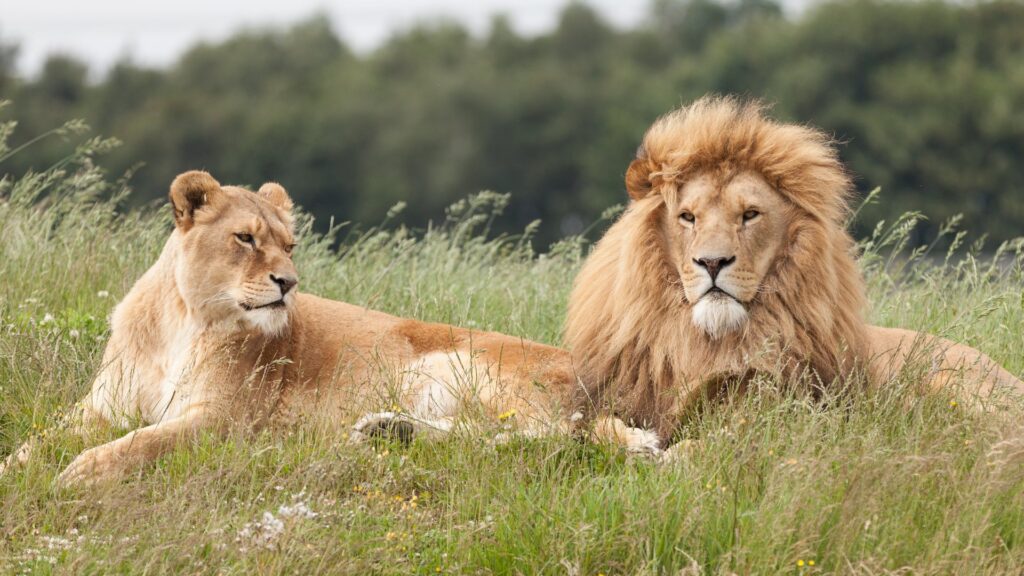 Volunteer working at African Wildlife Rescue & Big Cat Conservation sanctuary in South Africa