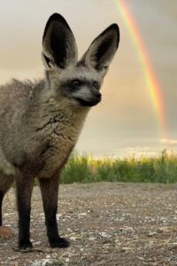 Bat eared fox in South Africa