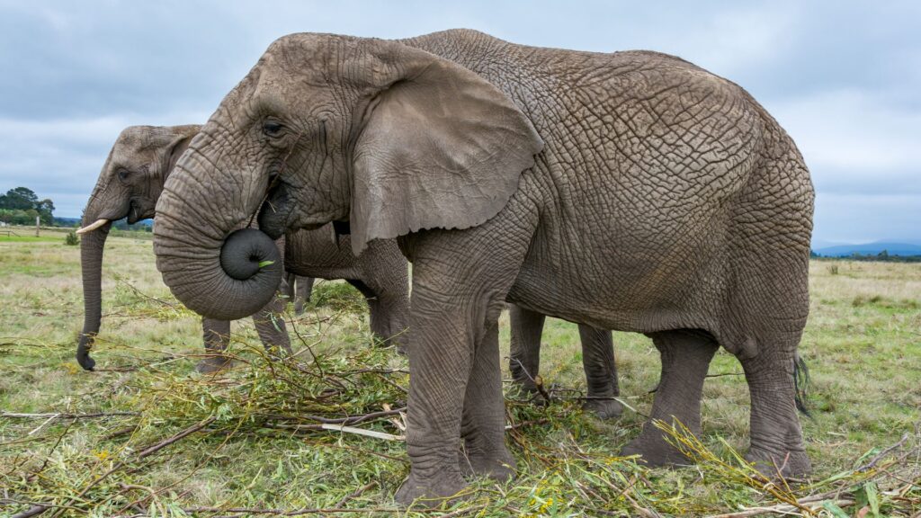 Elephant conservation research volunteer program in South Africa