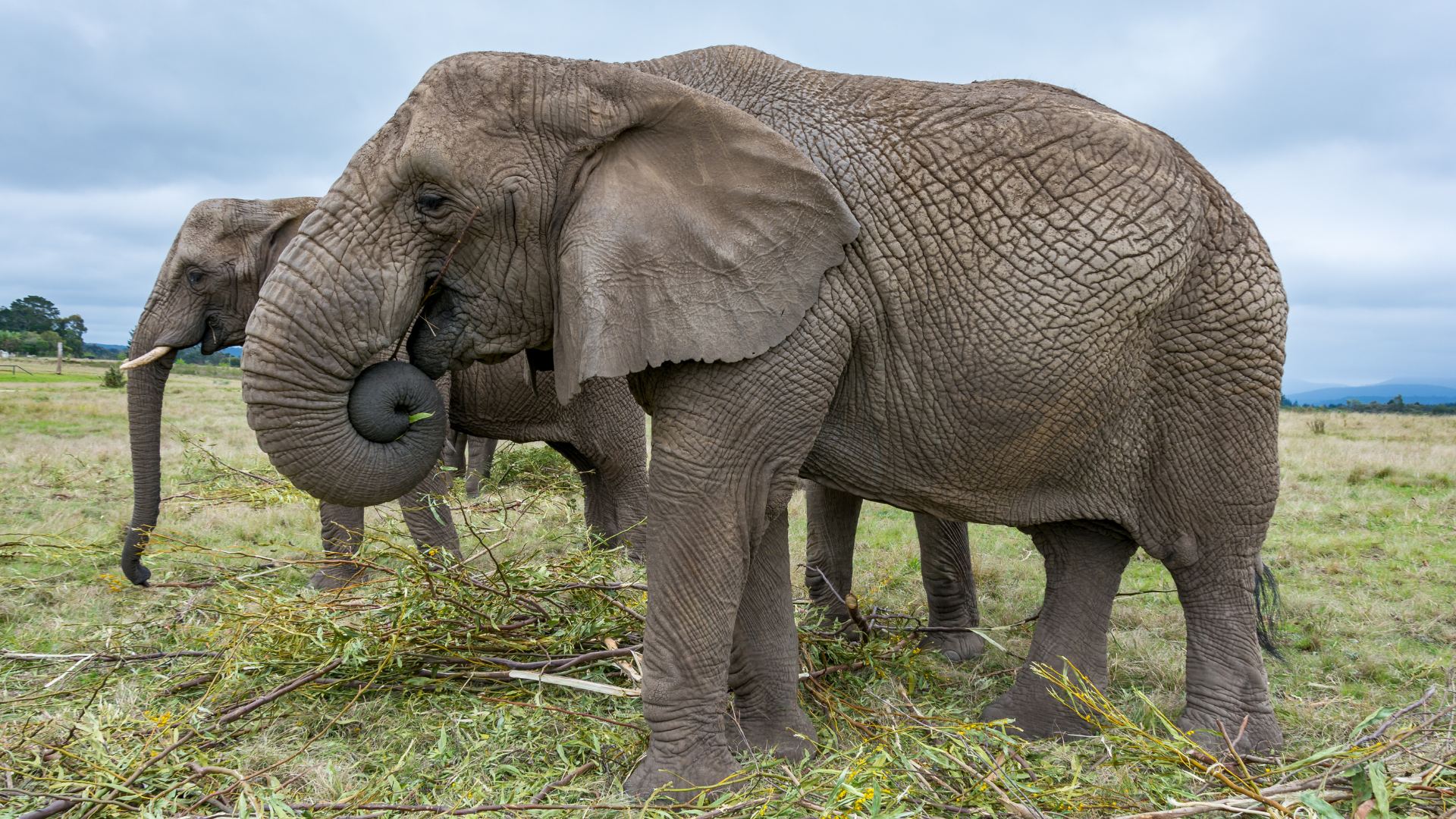 Elephant Conservation and Research in South Africa