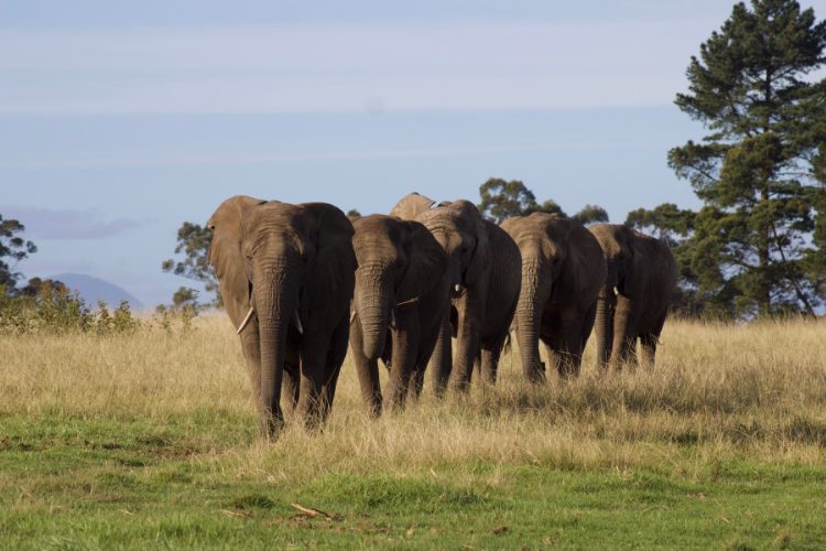 Herd of elephants in the elephant sanctuary in South Africa