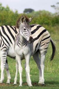 Elephant research sanctuary zebras