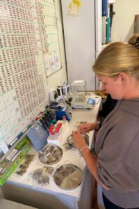 Elephant conservation volunteer in the laboratory