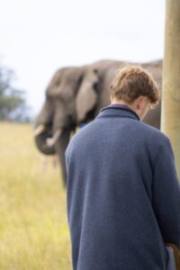 Volunteer walking alongside African elephants in South Africa’s Garden Route