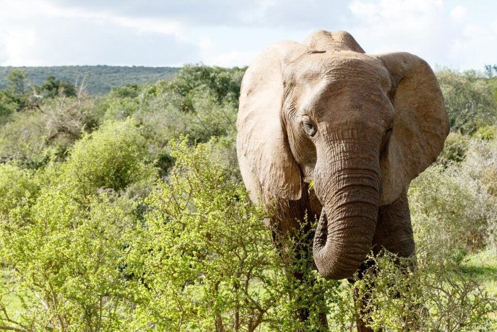 habitat-conservation-elephant-spekboom