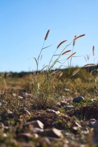 habitat-conservation-fieldwork