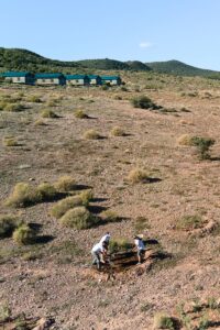 habitat-conservation-indigenous-planting
