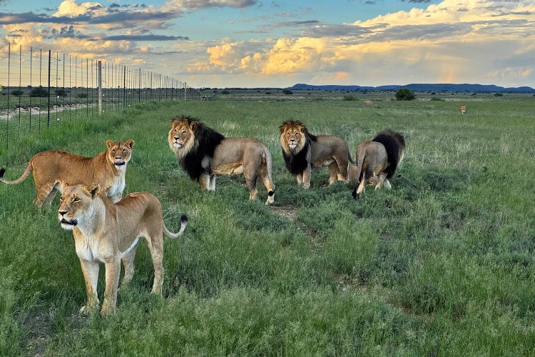 Lion Conservation pride