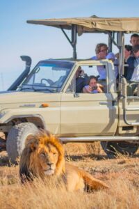 Volunteer monitoring African Wildlife & Big Cat Conservation program in South Africa