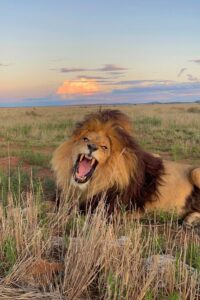 Lion at African Wildlife Rescue & Big Cat Conservation program