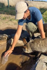 Volunteer feeding wildlife in South Africa
