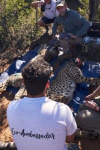 wildlife-conservation-cheetah