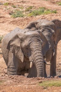 wildlife-conservation-elephant-observation