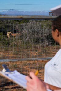 wildlife-conservation-lion-survey