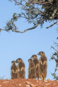 wildlife-conservation-meerkat-research