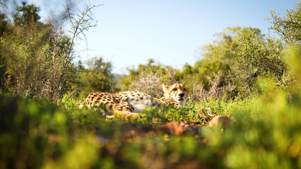 wildlife-conservation-south-africa-cheetah-website-banner