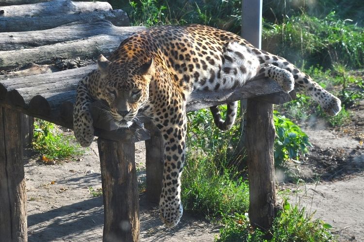 big-cat-sanctuary-volunteer-south-africa