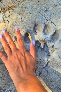 big-cat-paw-print-wildlife-sanctuary