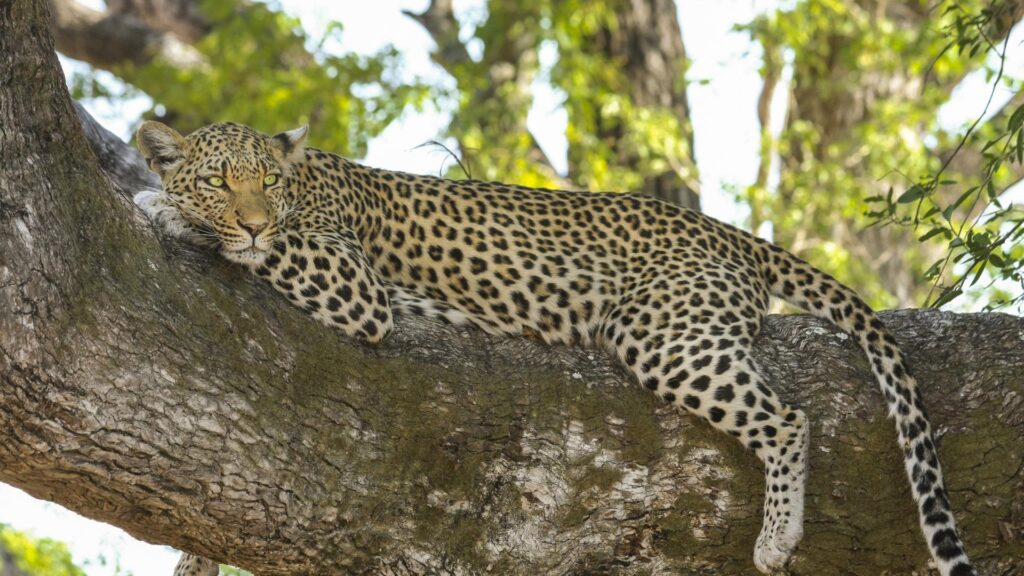 hero-big-cat-sanctuary-volunteer-south-africa