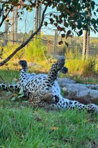 leopard-conservation-wildlife-sanctuary-south-africa