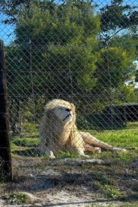 lion-fence-checks-wildlife-sanctuary