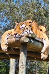 tiger-conservation-wildlife-sanctuary-western-cape