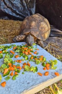 tortoise-feeding-ethical-wildlife-volunteering