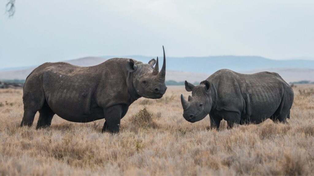 Rhino Protection and Anti-poaching Volunteer Program Namibia