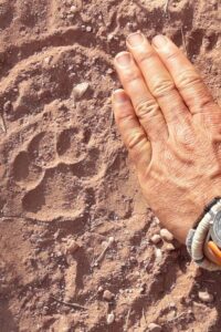 Close-up of a wildlife footprint in the sand with a hand for scale during ranger training in Namibia