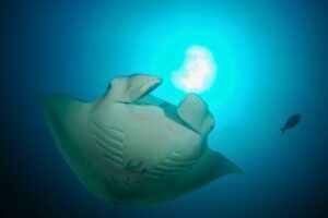 Manta ray swimming gracefully in the clear blue waters of the iSimangaliso Marine Protected Area, South Africa