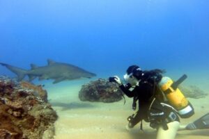 Marine conservation diver photographing a ragged-tooth shark during an underwater research dive in Sodwana Bay, South Africa
