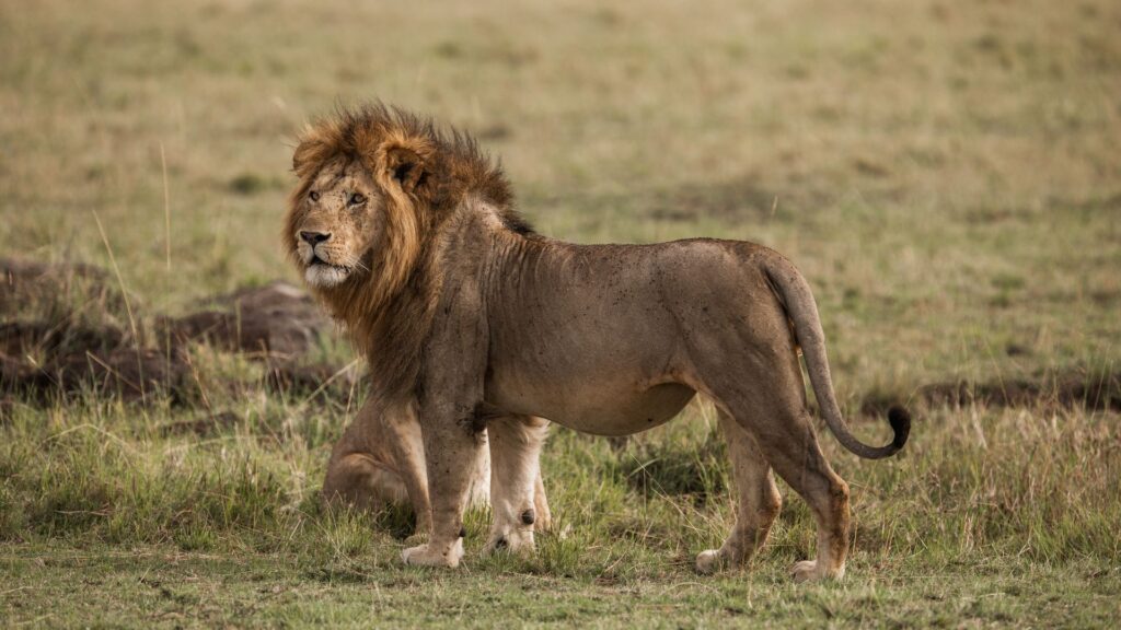 Big Cat Rescue and Sanctuary - Main Banner Image