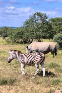 Big Cat Rescue & Sanctuary - Reserve Zebra and Rhino