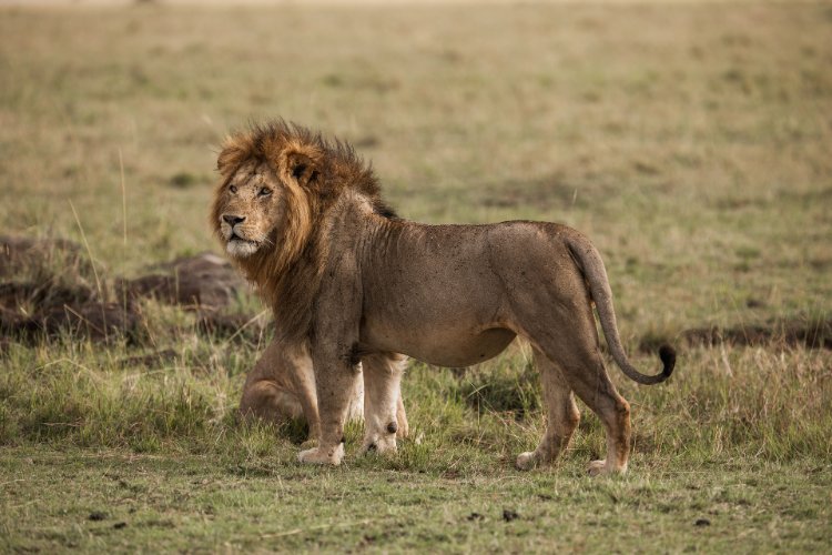 Big Cat Resue & Sanctuary Display Image