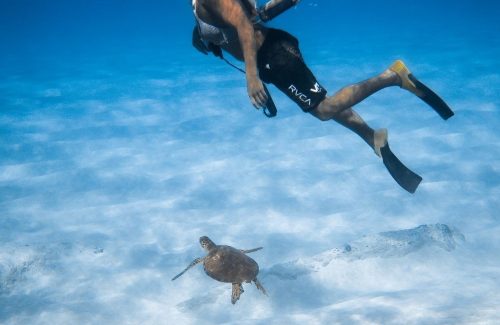 turtle-volunteer-madagascar-snorkel-survey