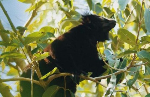 lemur-in-madagascar-forest-conservation
